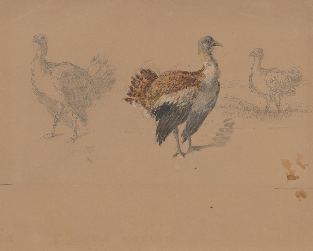 Study of turkeys  by Friedrich Carl von Scheidlin