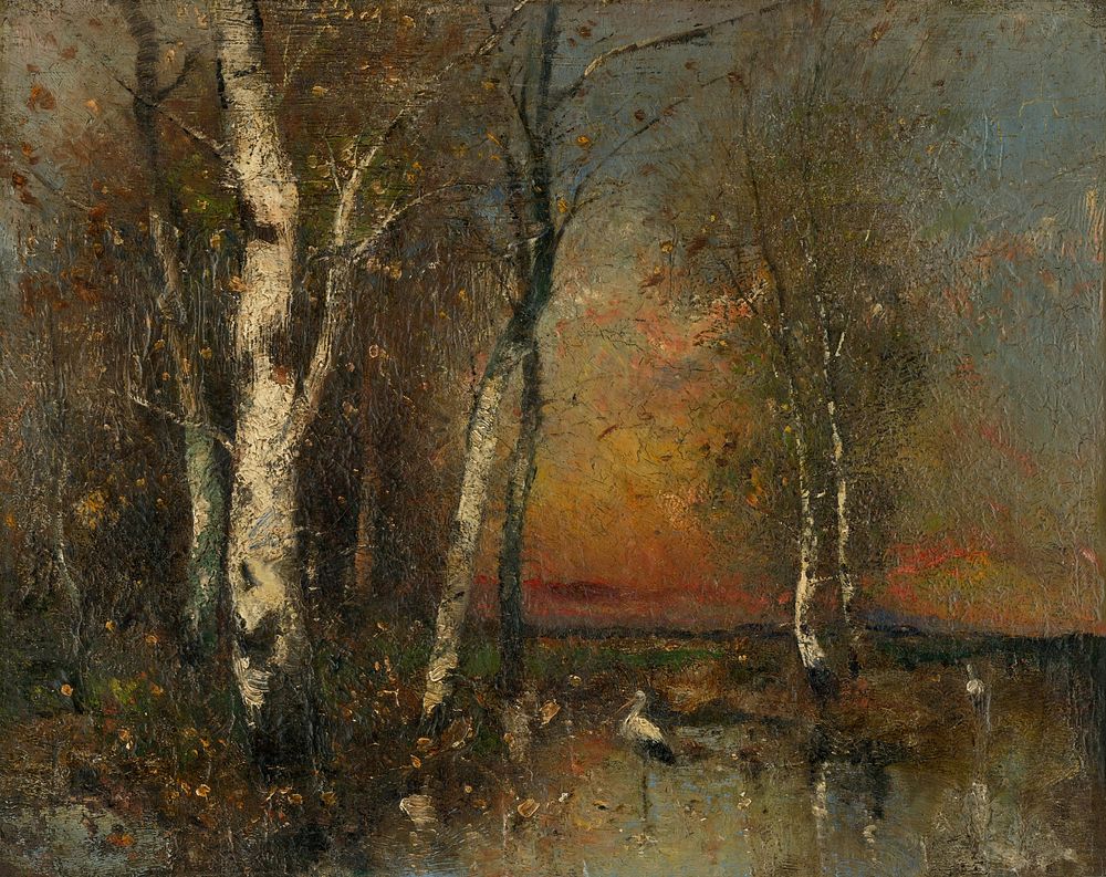 Forest landscape