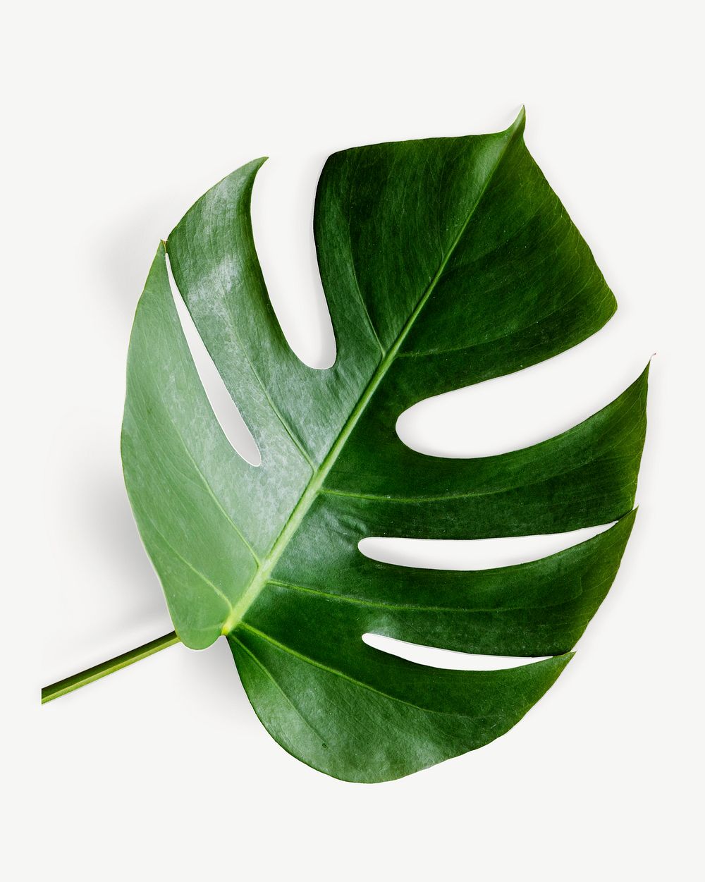 Monstera leaf collage element isolated image psd