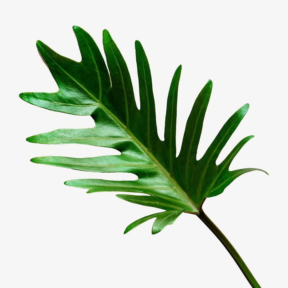 Philodendron Xanadu leaf collage element isolated image psd