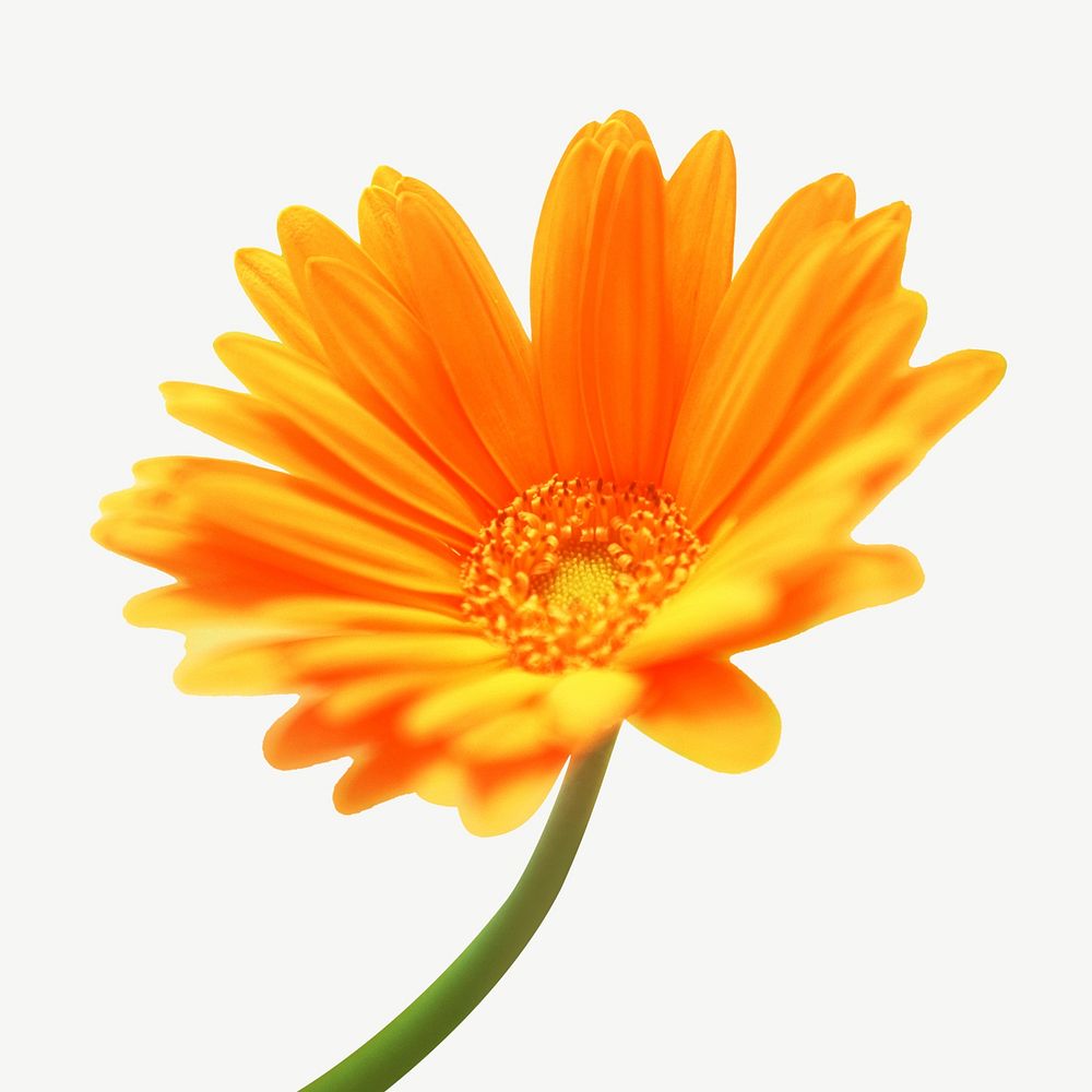 Orange gerbera collage element, flower isolated image psd
