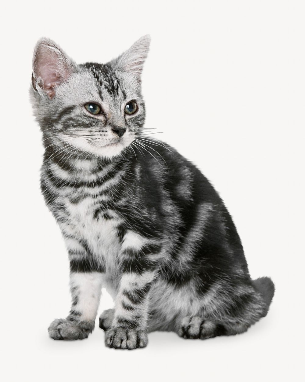 British shorthair kitten isolated image