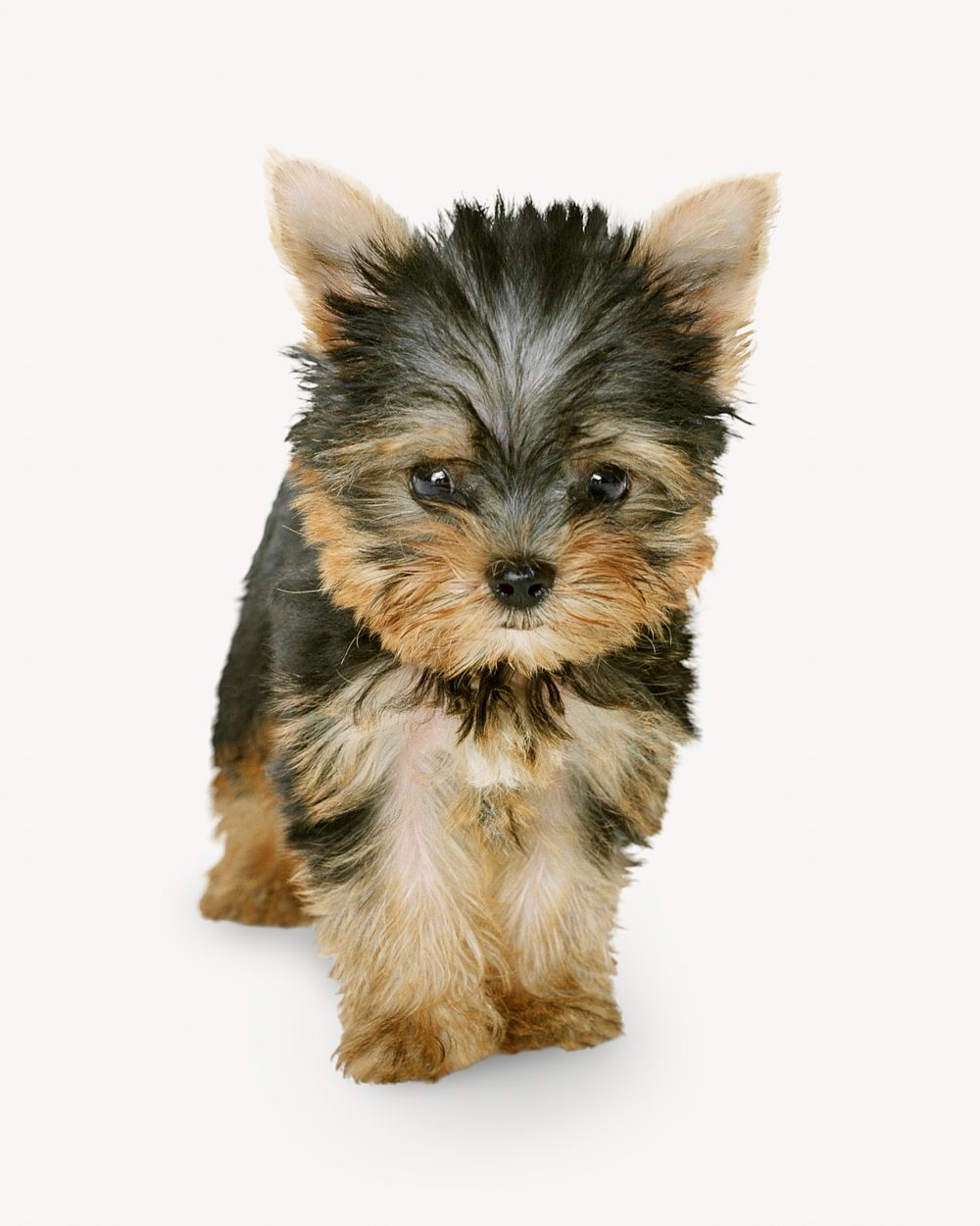 Yorkshire terrier puppy, pet isolated design