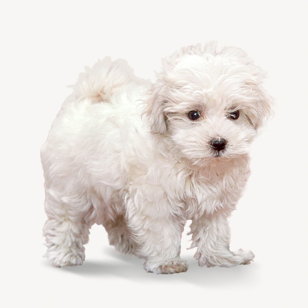 White fluffy puppy isolated image