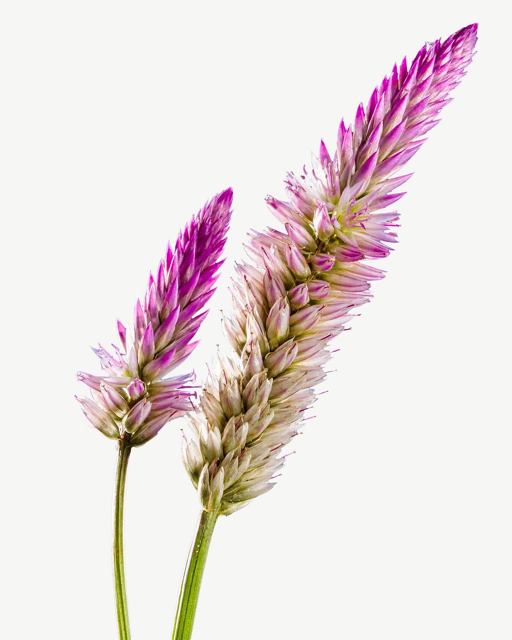Ptilotus Exaltatus flower collage element, isolated image psd