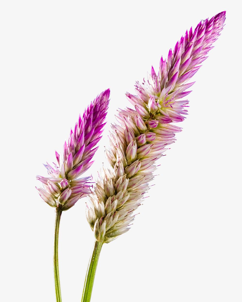 Ptilotus Exaltatus flower collage element, isolated image