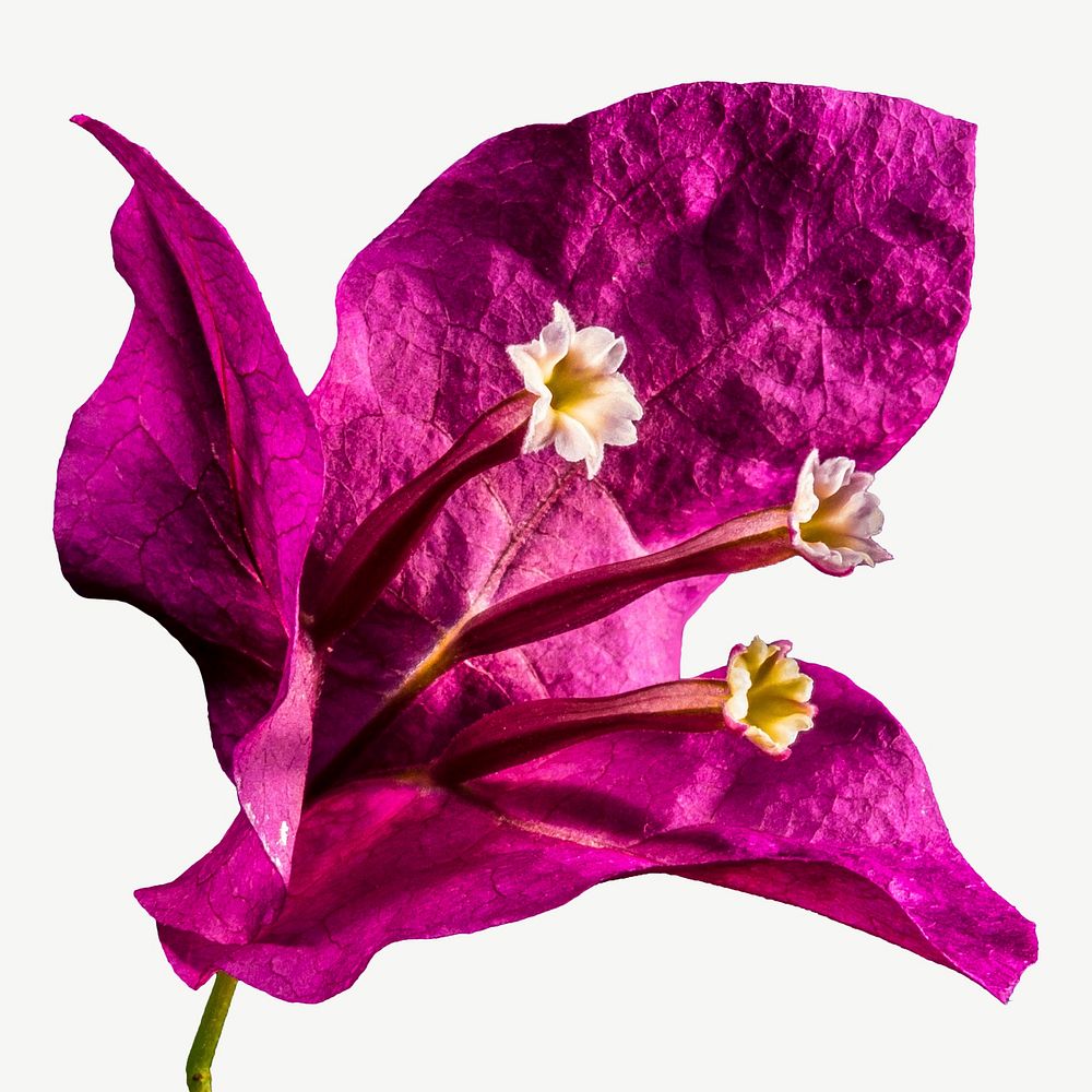Bougainvillea flower collage element, isolated image psd