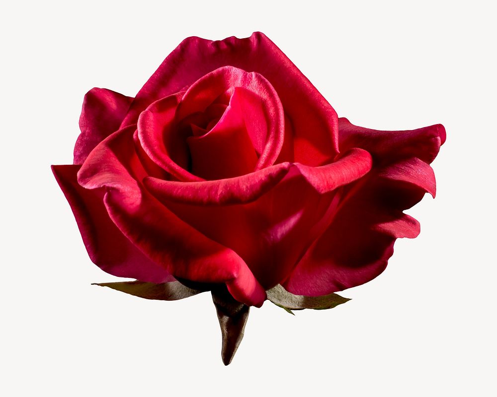 Red rose collage element isolated image
