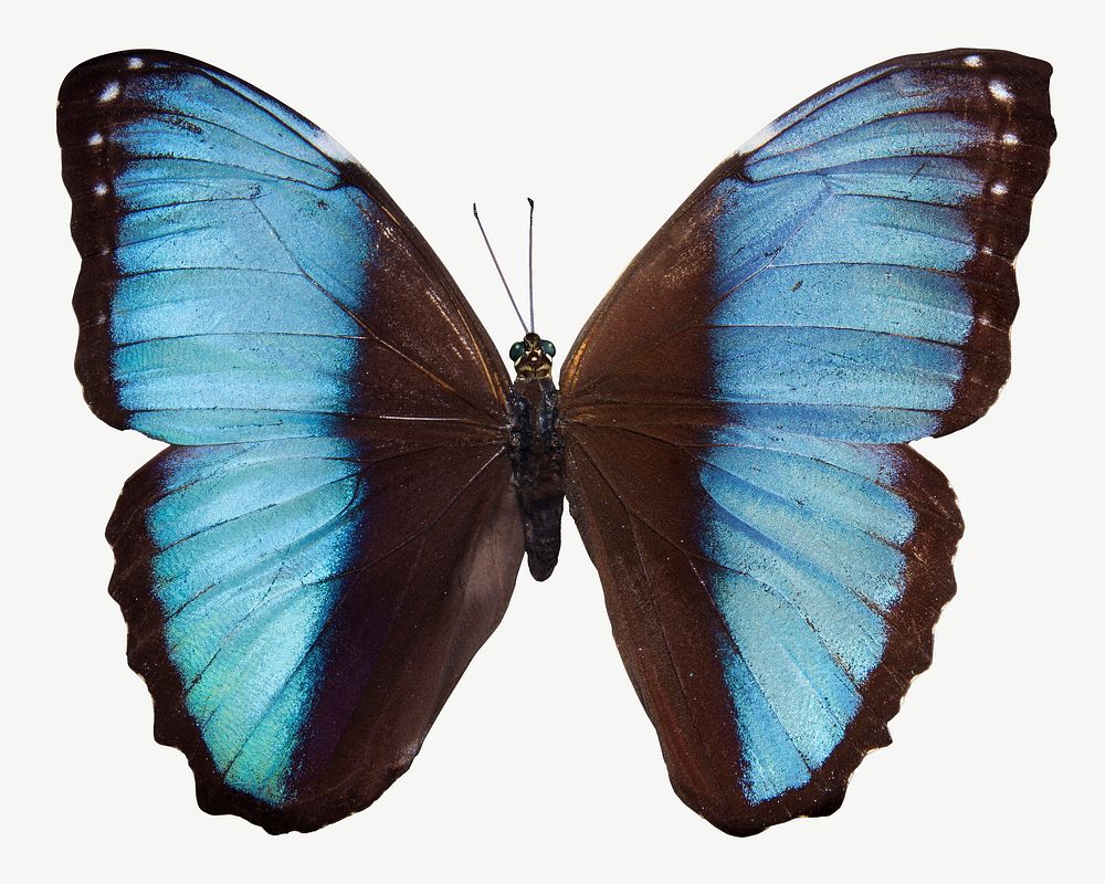 Blue morpho butterfly collage element, isolated image psd