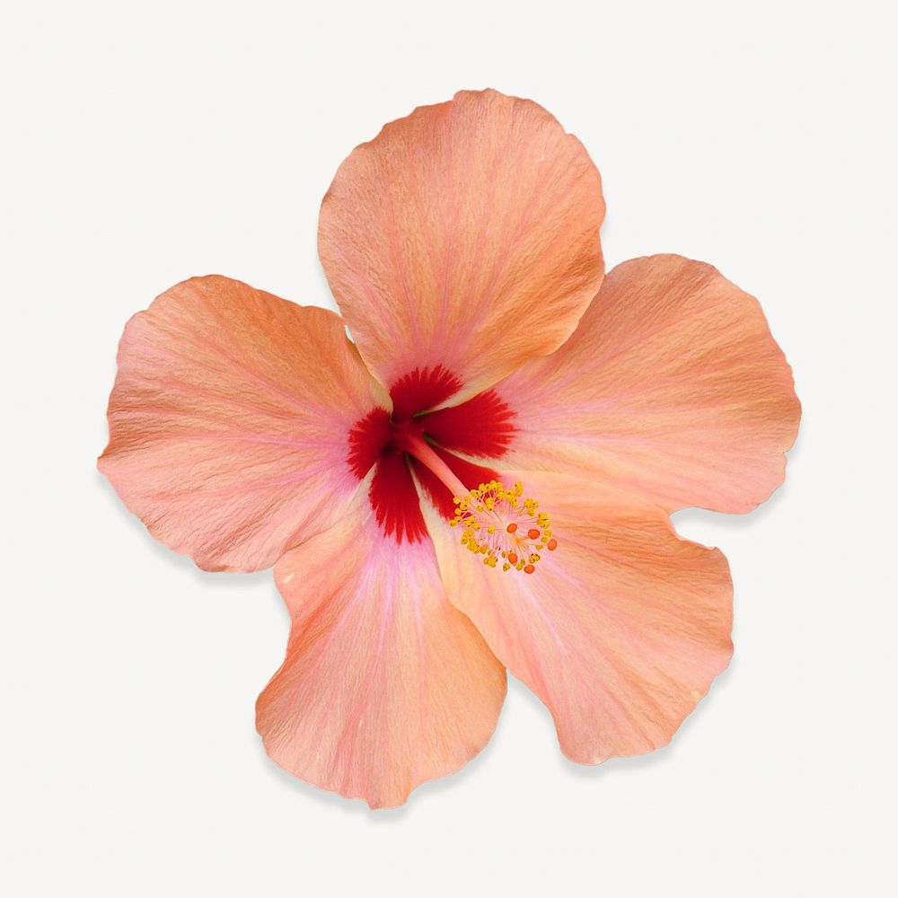 Hibiscus flower isolated design 