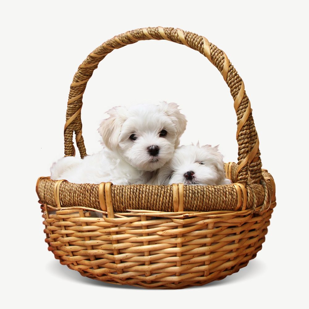 Puppies in basket collage element psd
