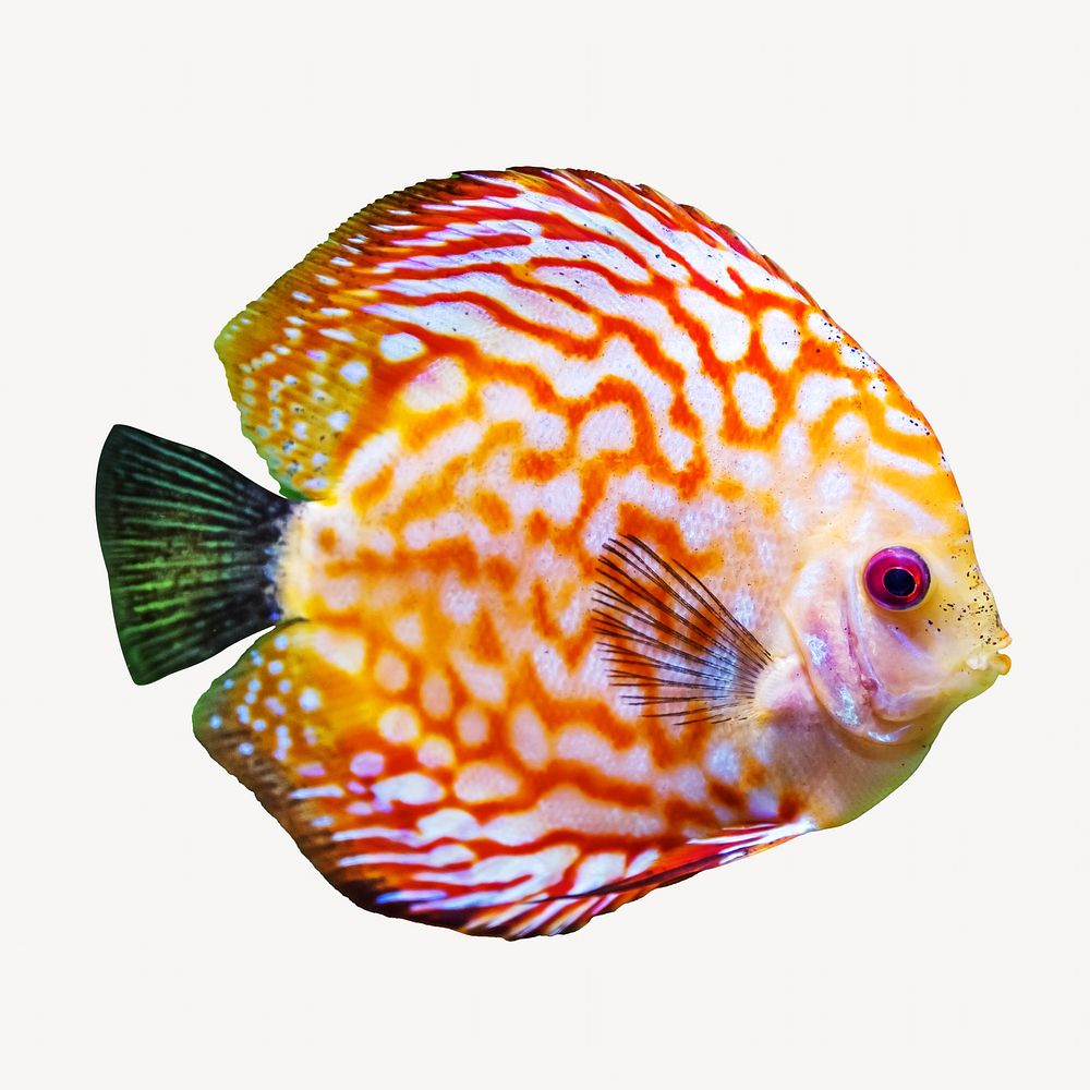 Red discus fish collage element, animal isolated image