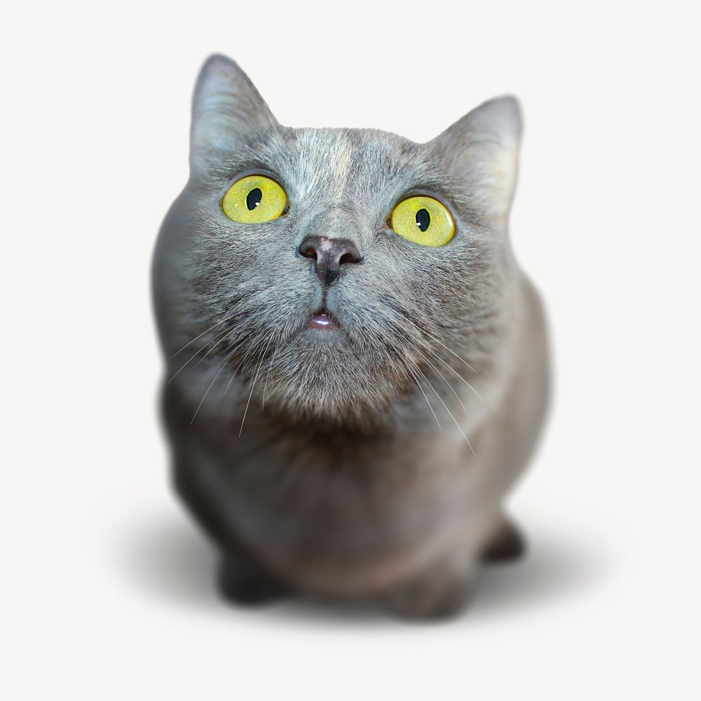 Chartreux cat pet collage element psd