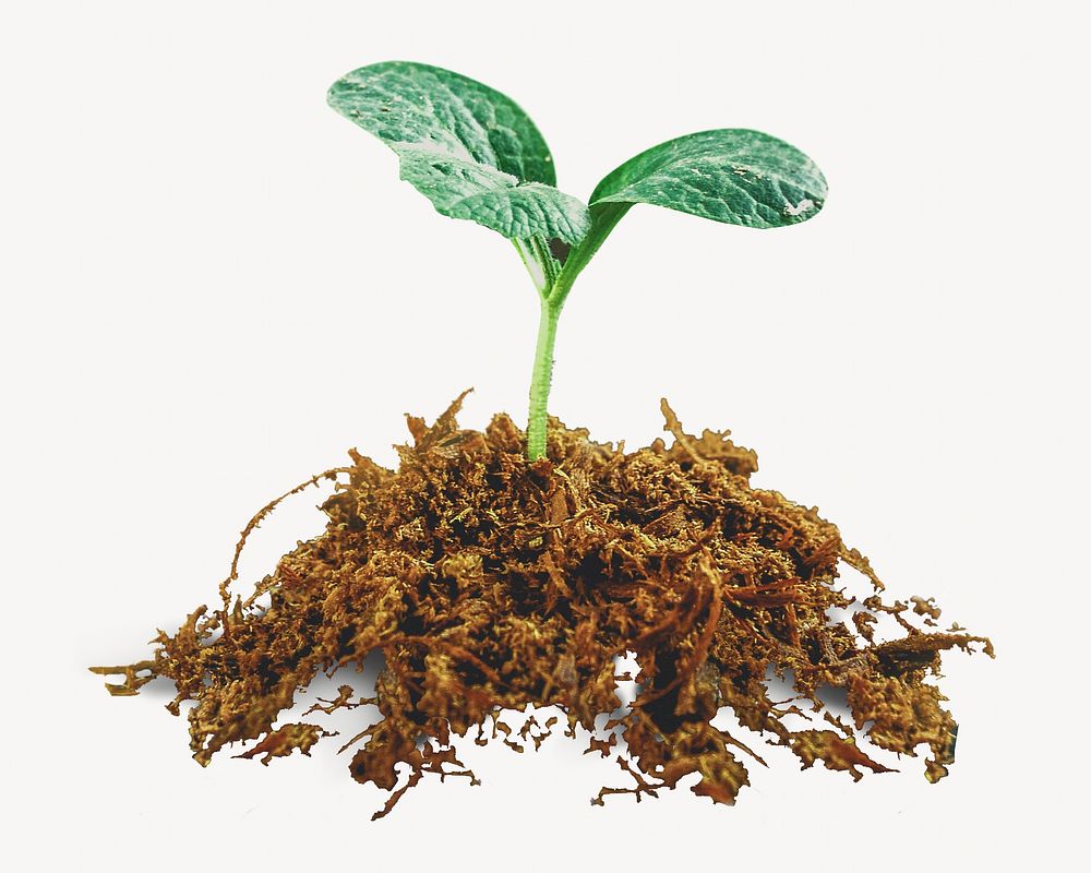 Growing sprout isolated image