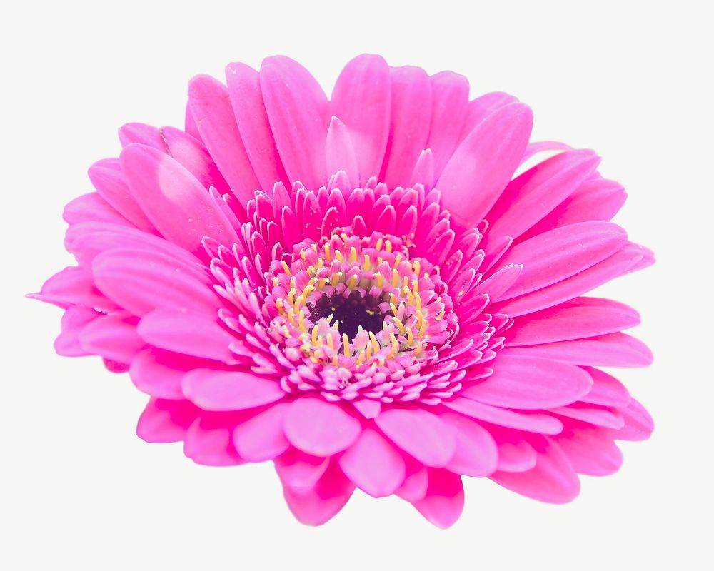 Pink daisy collage element, isolated image psd