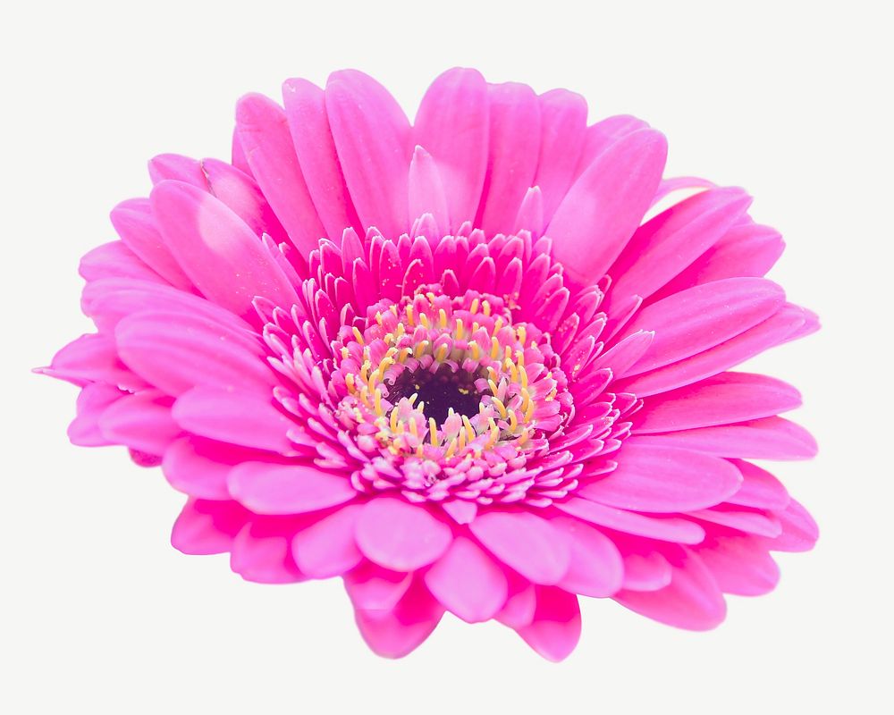 Pink daisy collage element, isolated | Free PSD - rawpixel