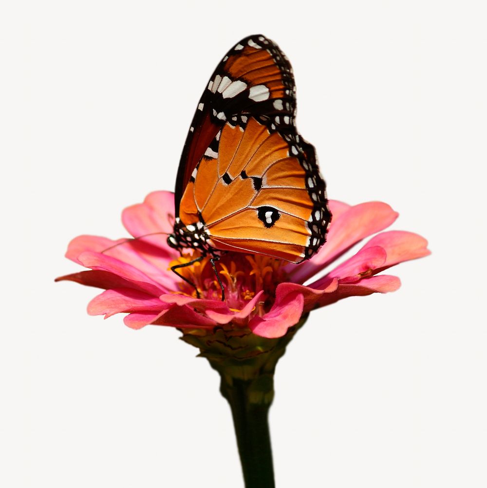 Butterfly on flower collage element, isolated image