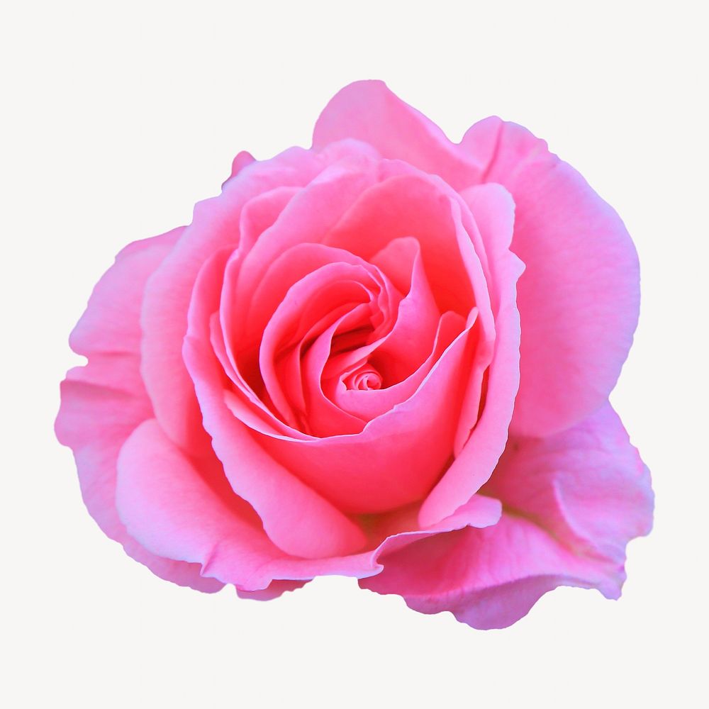 Pink rose collage element isolated image