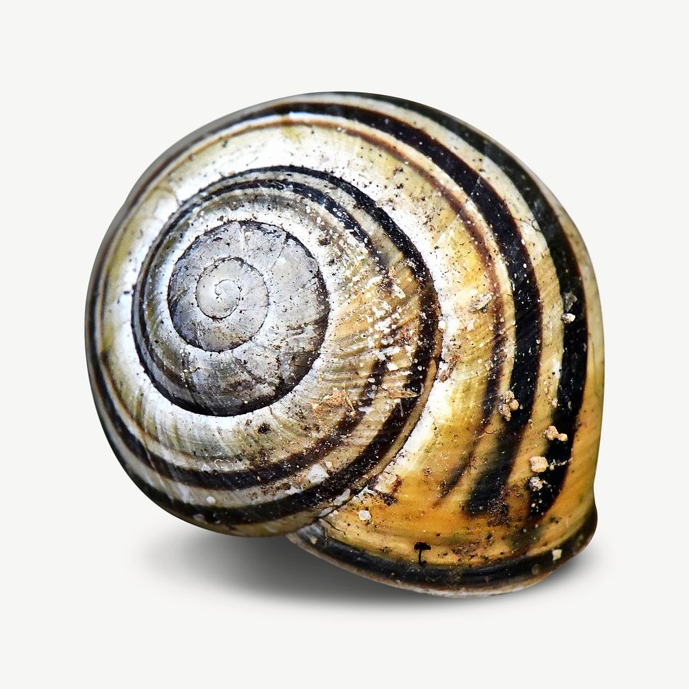 Snail shell collage element psd