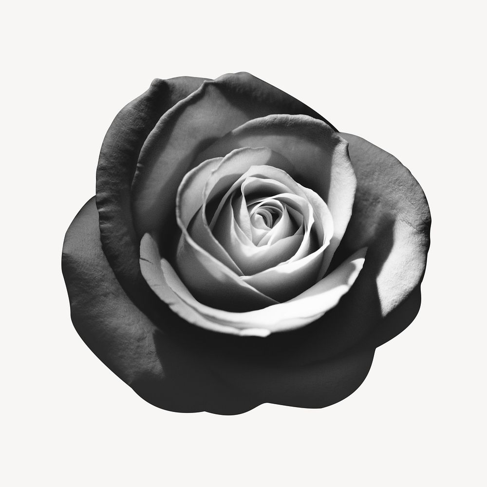 BW rose collage element, flower isolated image