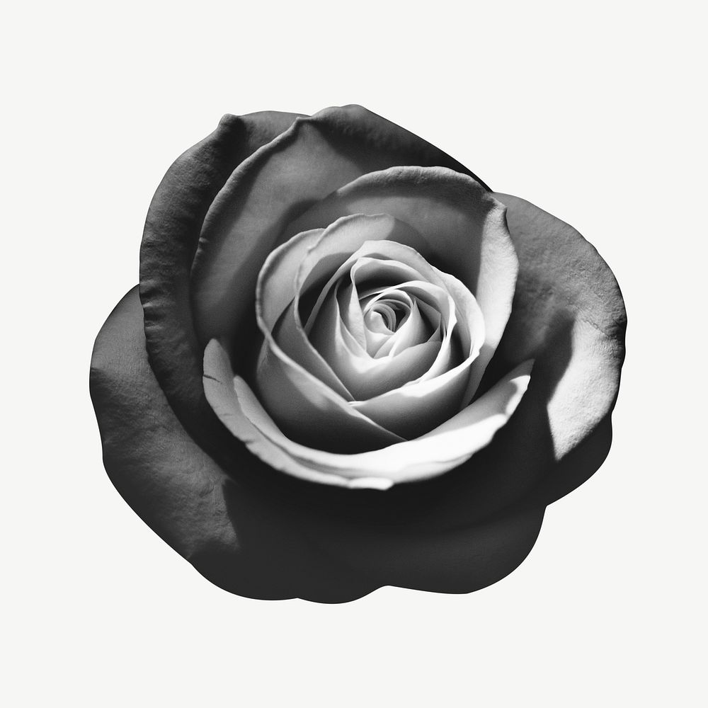 BW rose collage element, flower isolated image psd