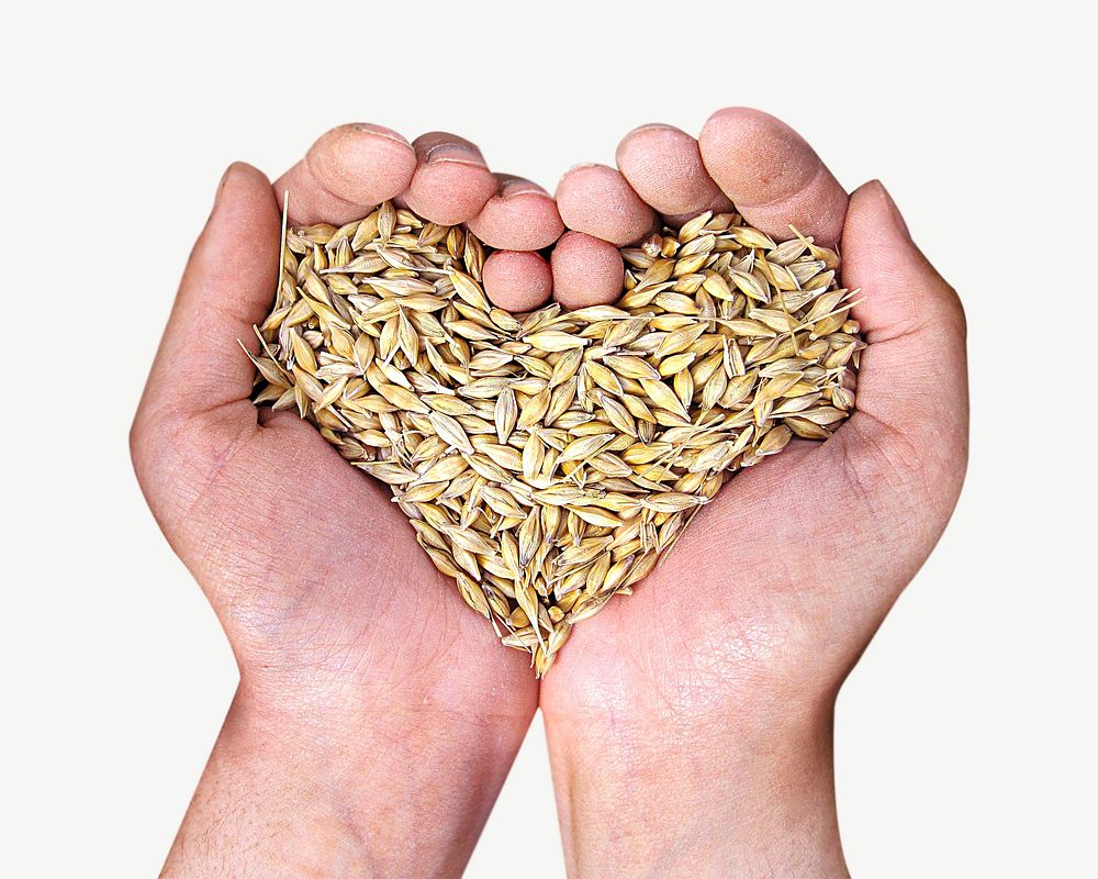 Hands cupping wheat grains collage element psd
