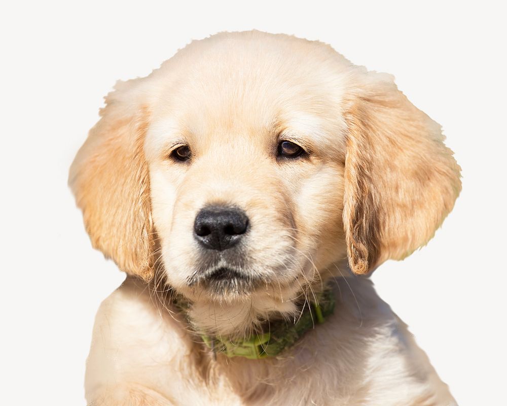 Golden retriever puppy isolated image