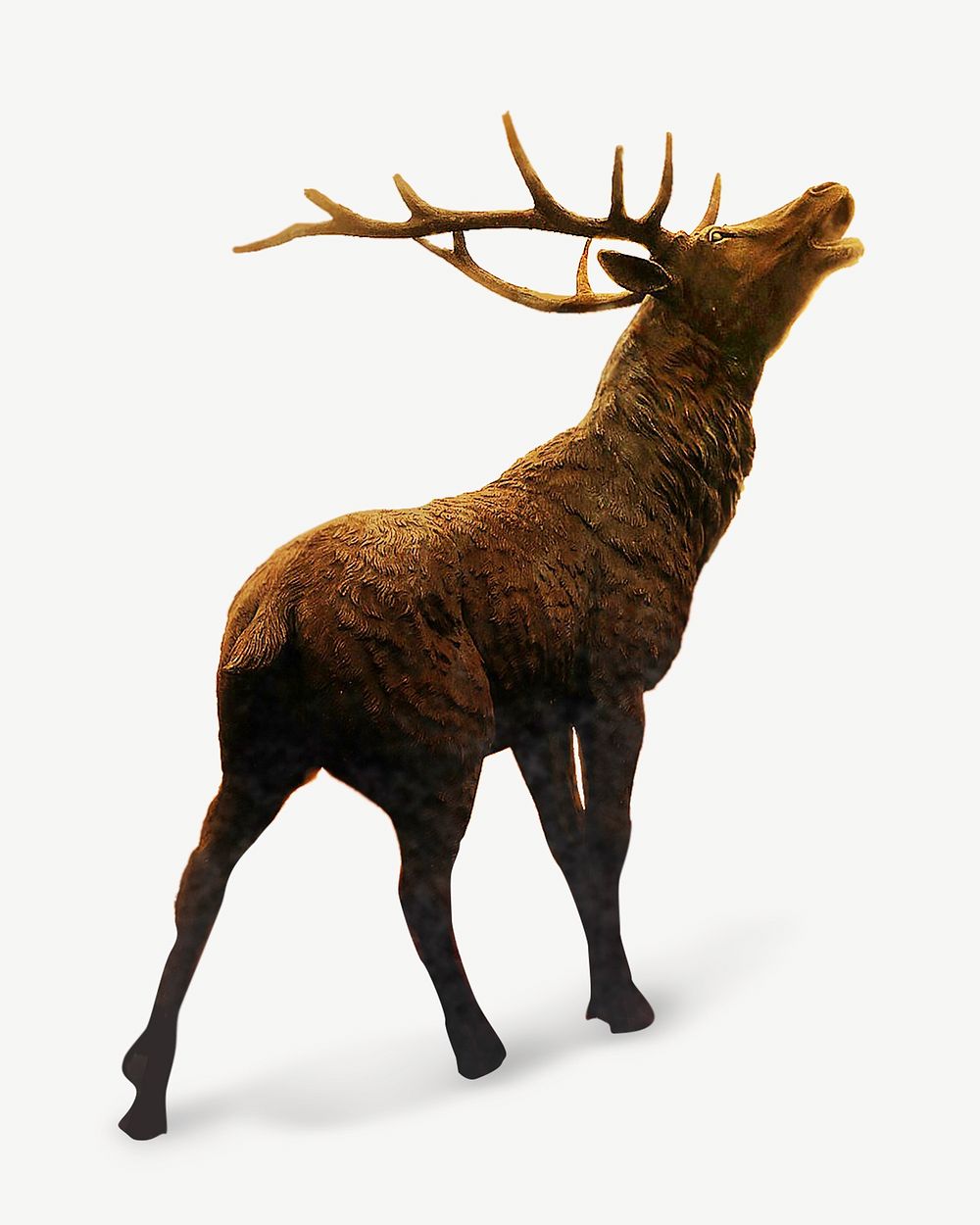 Elk with antlers isolated image