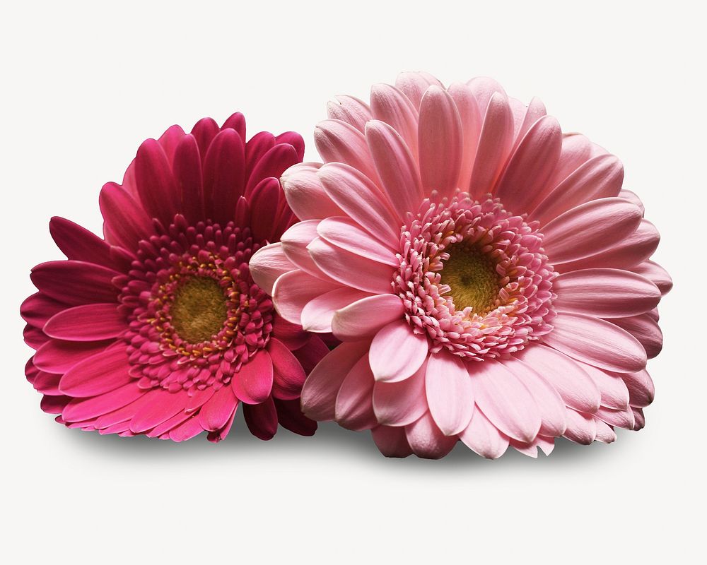 Pink daisy collage element, isolated image