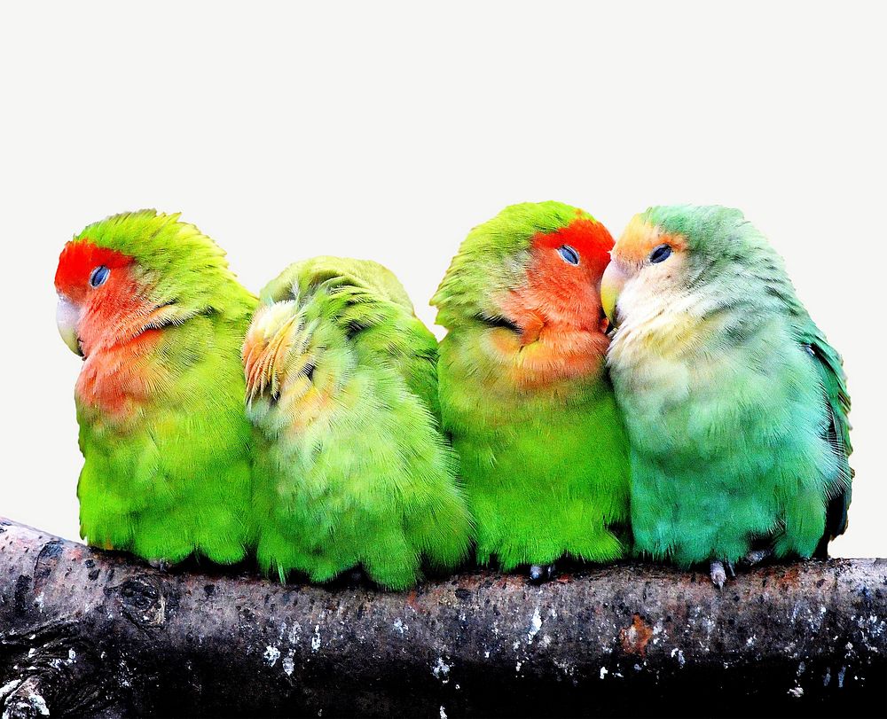 Colorful parrots collage element psd