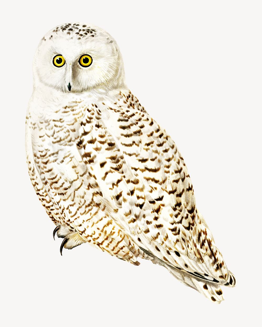 Snowy owl bird, vintage animal illustration