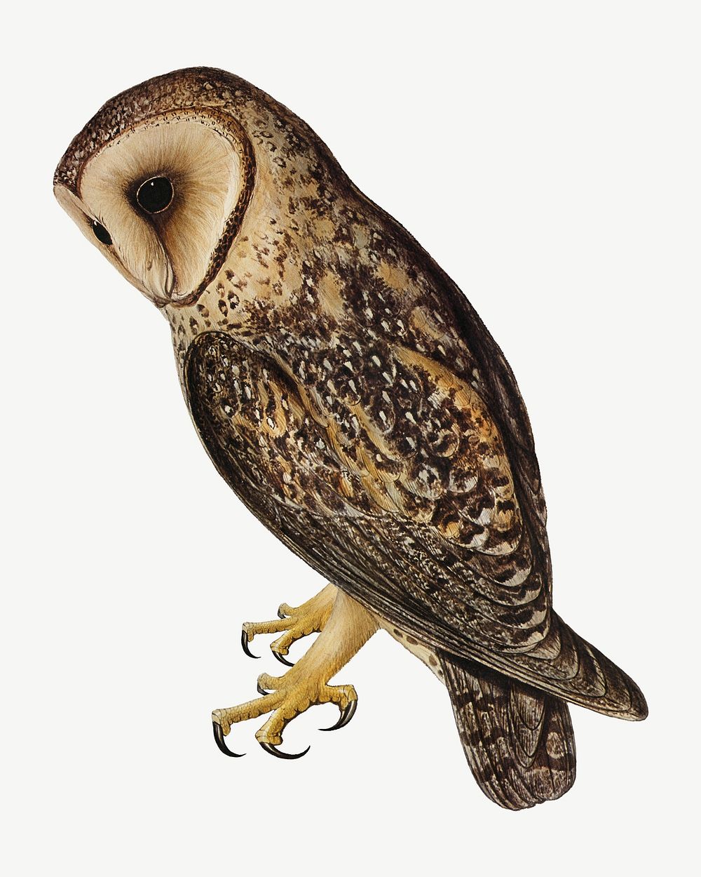 Masked barn owl bird, vintage animal collage element psd