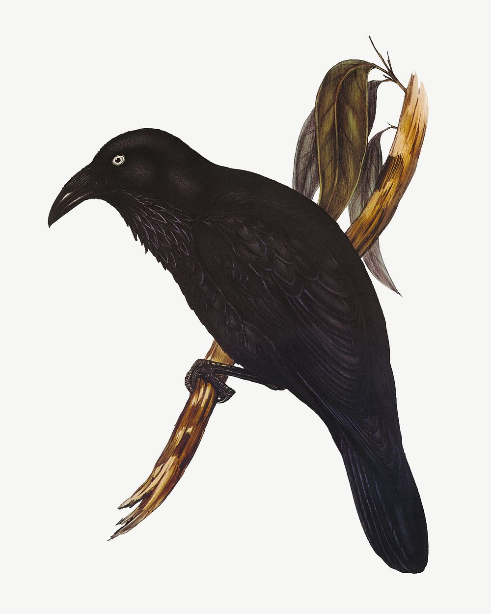 White-eyed crow bird, vintage animal collage element psd