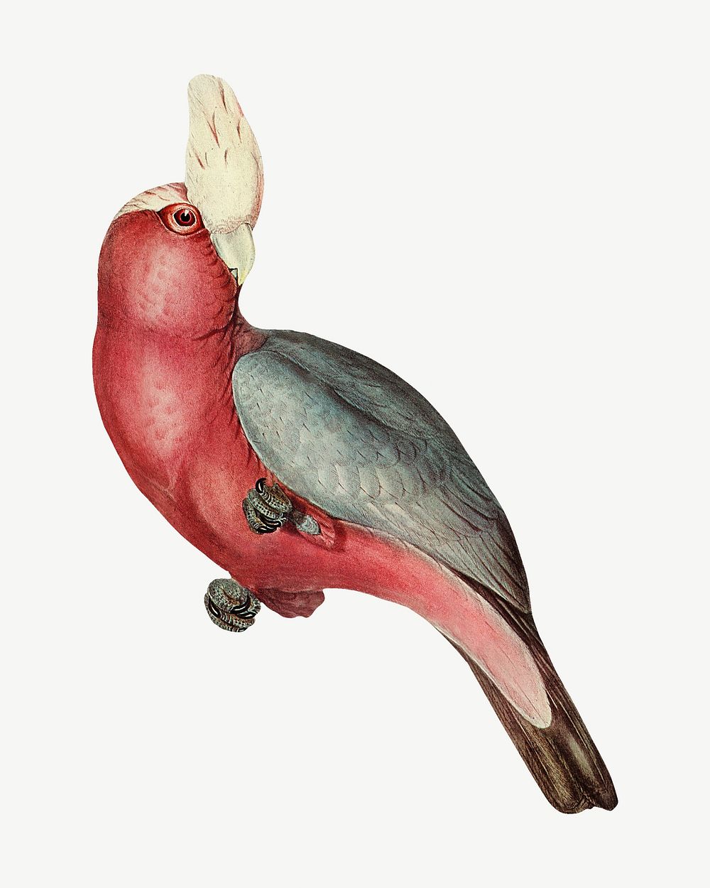 Rose-breasted Cockatoo bird, vintage animal collage element psd