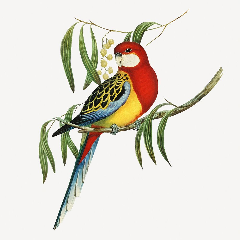 Rose-hill parakeet bird, vintage animal collage element psd