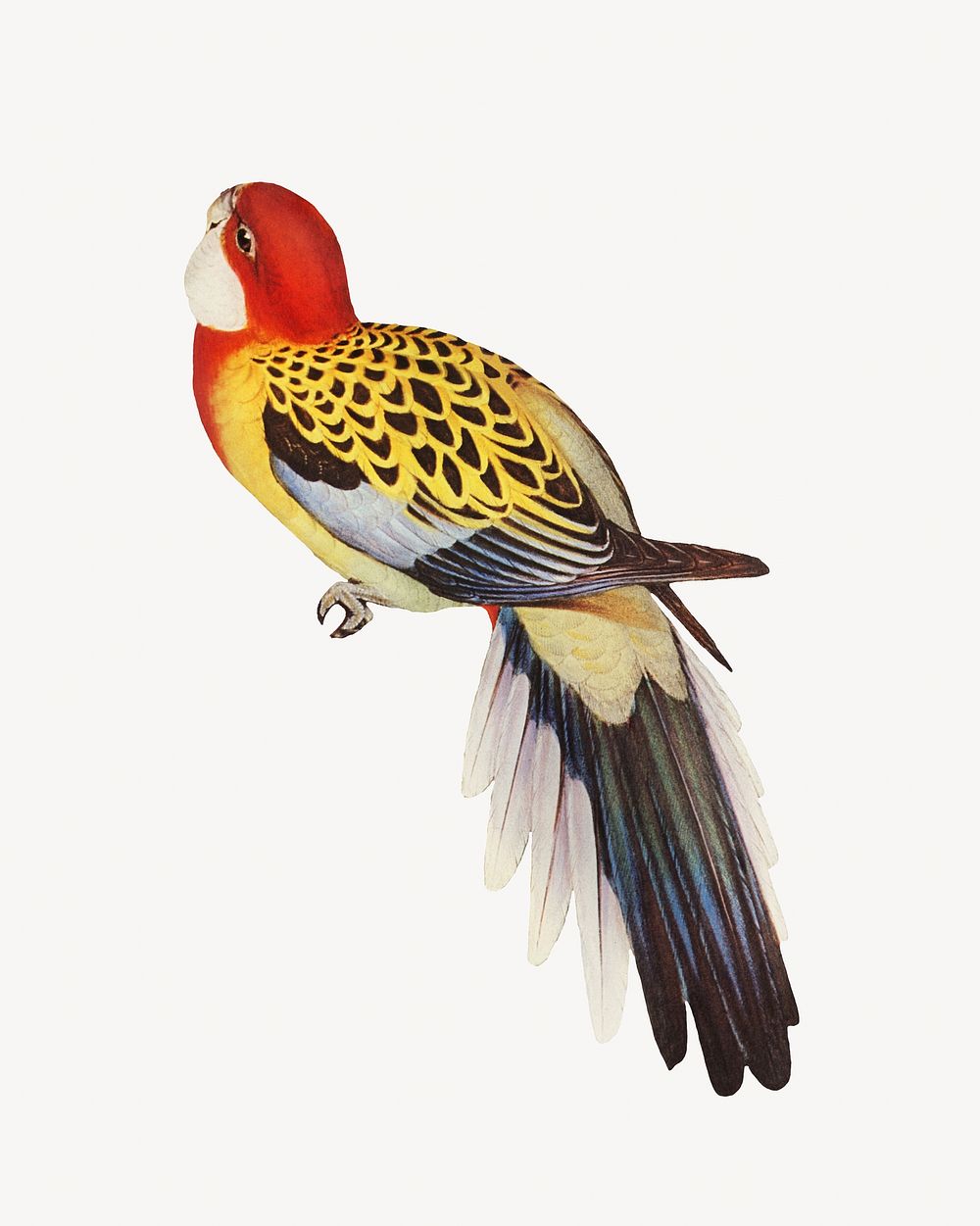 Splendid parakeet bird, vintage animal illustration
