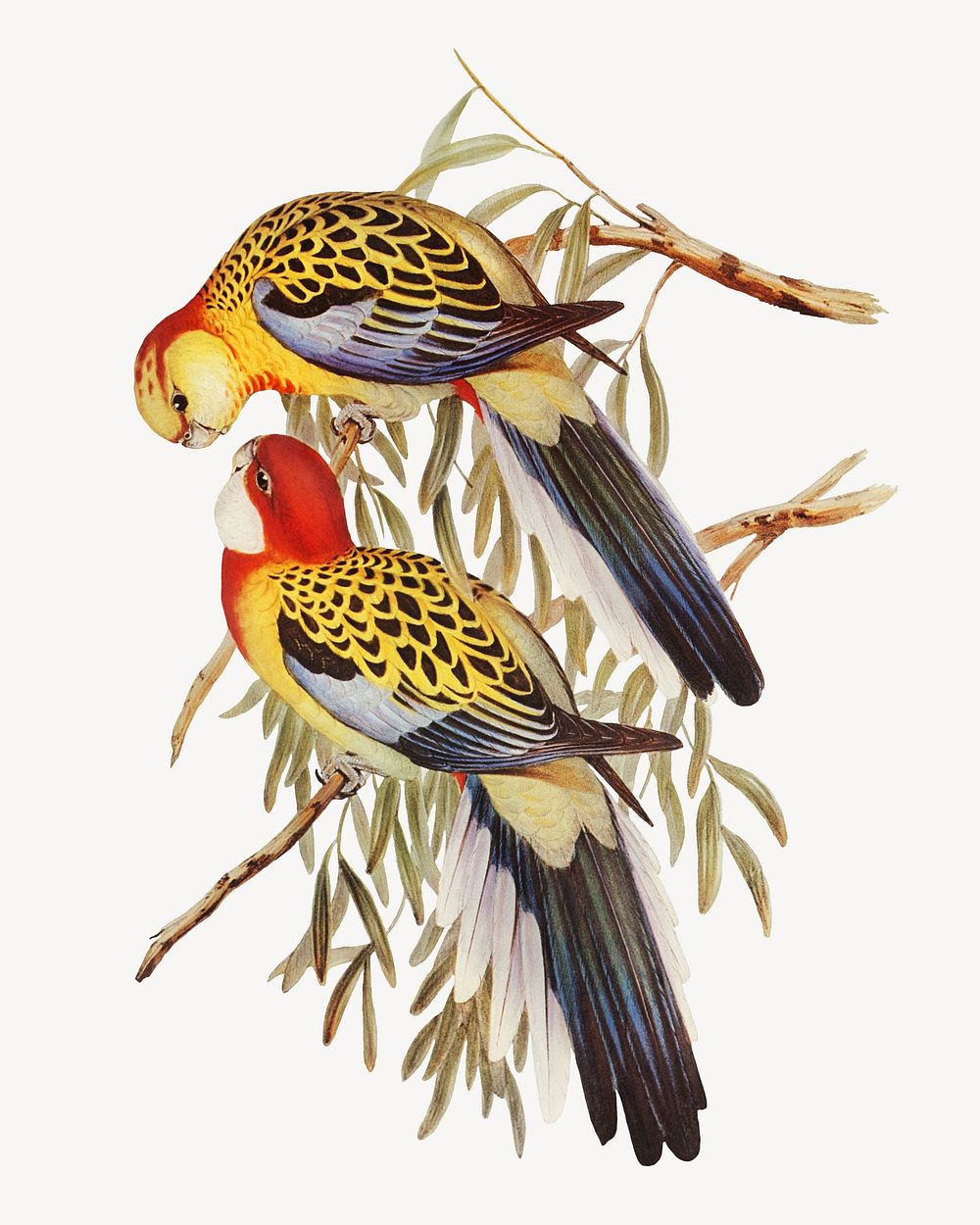 Splendid parakeet bird, vintage animal illustration