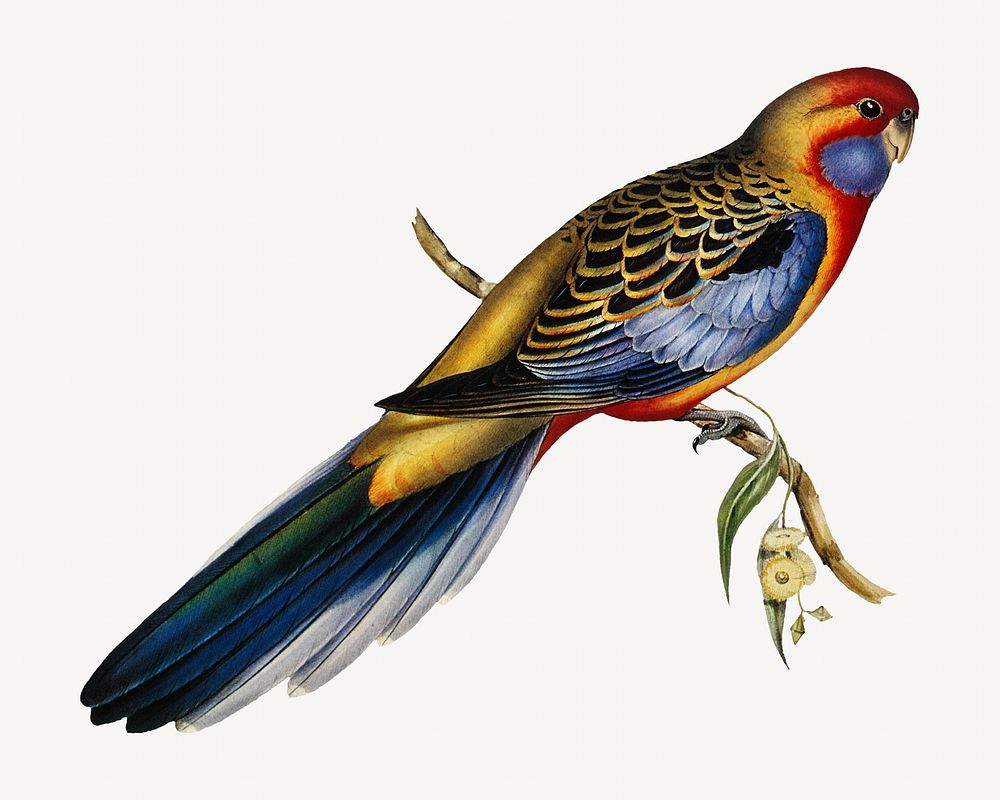 Adelaide parakeet bird, vintage animal illustration