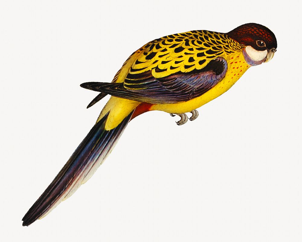 Brown's parakeet bird, vintage animal illustration