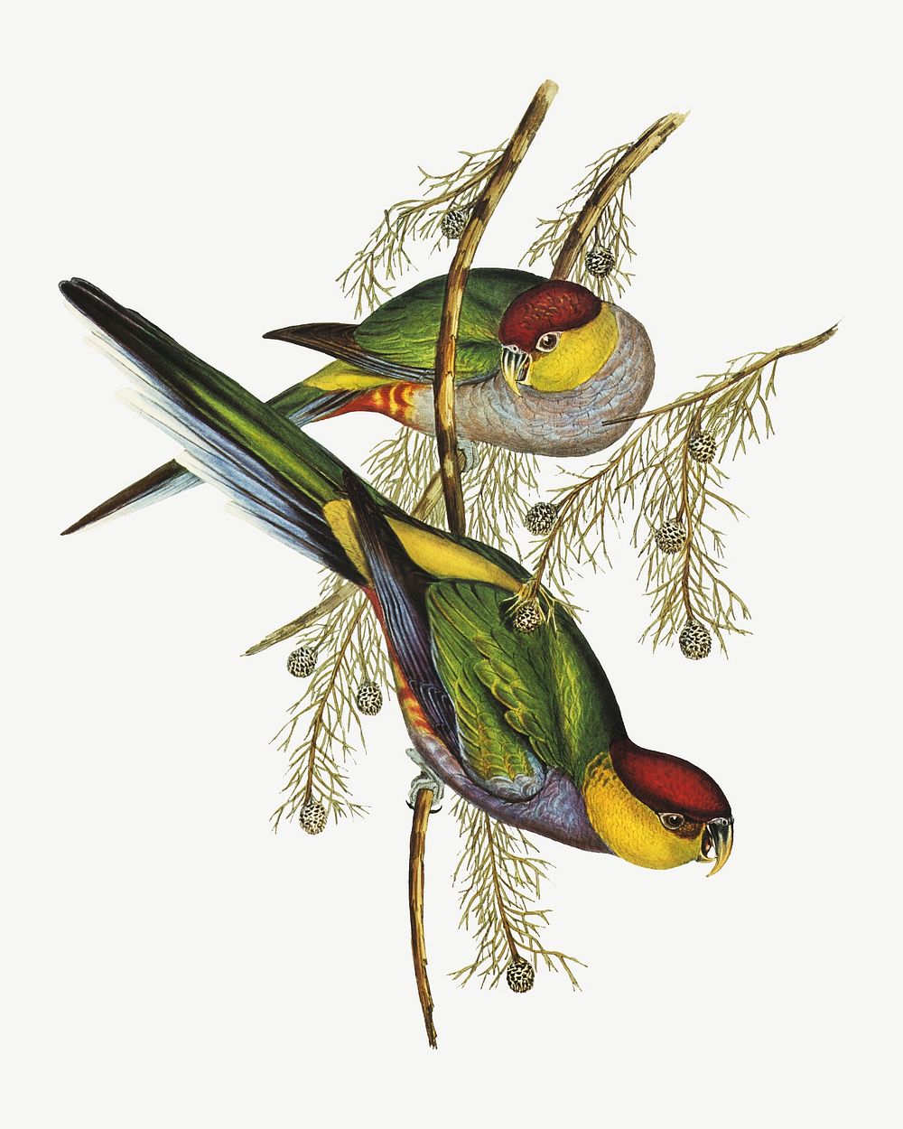 Red-capped parakeet bird, vintage animal collage element psd