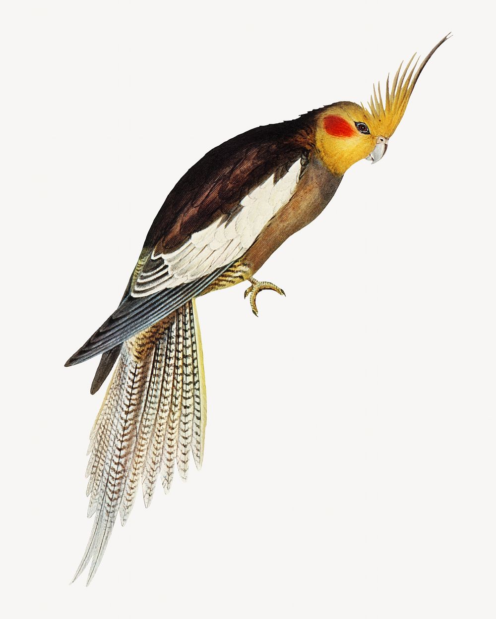 Cockatoo parakeet bird, vintage animal illustration