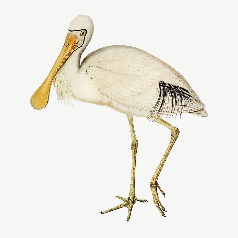 Yellow-legged spoonbill bird, vintage animal collage element psd
