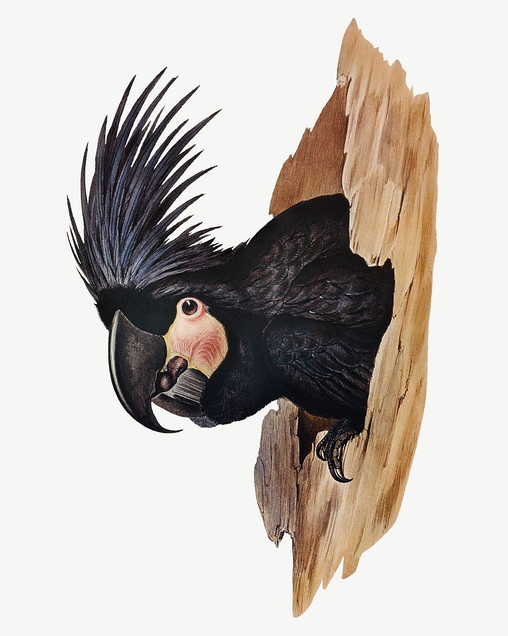 Great palm-cuckatoo bird, vintage animal collage element psd