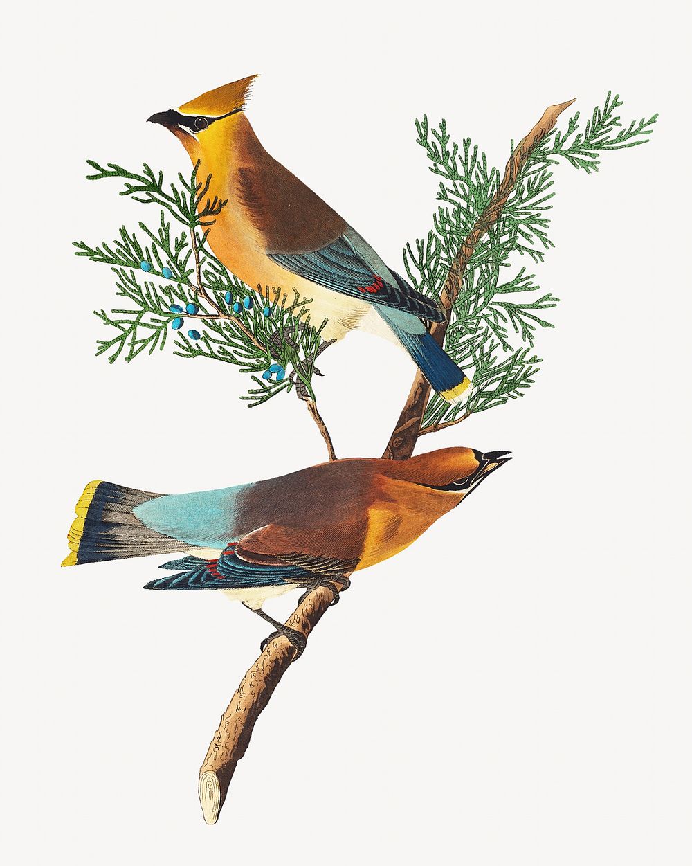 Cedar bird, vintage animal illustration