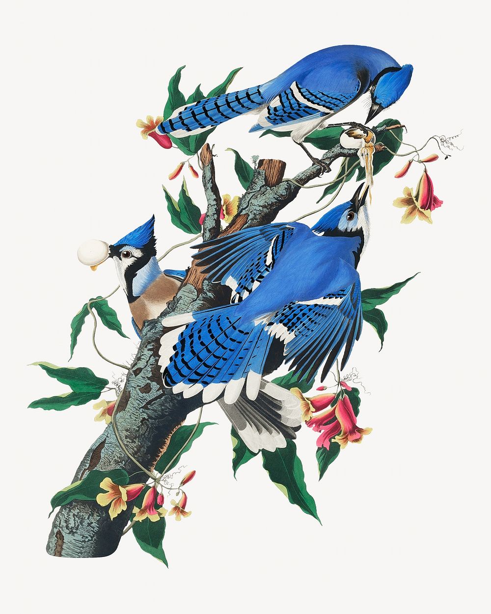 Blue jay bird, vintage animal illustration