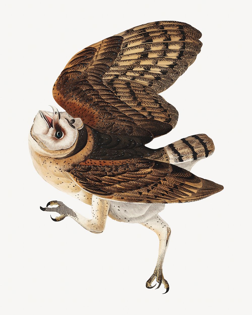 Barn owl bird, vintage animal illustration