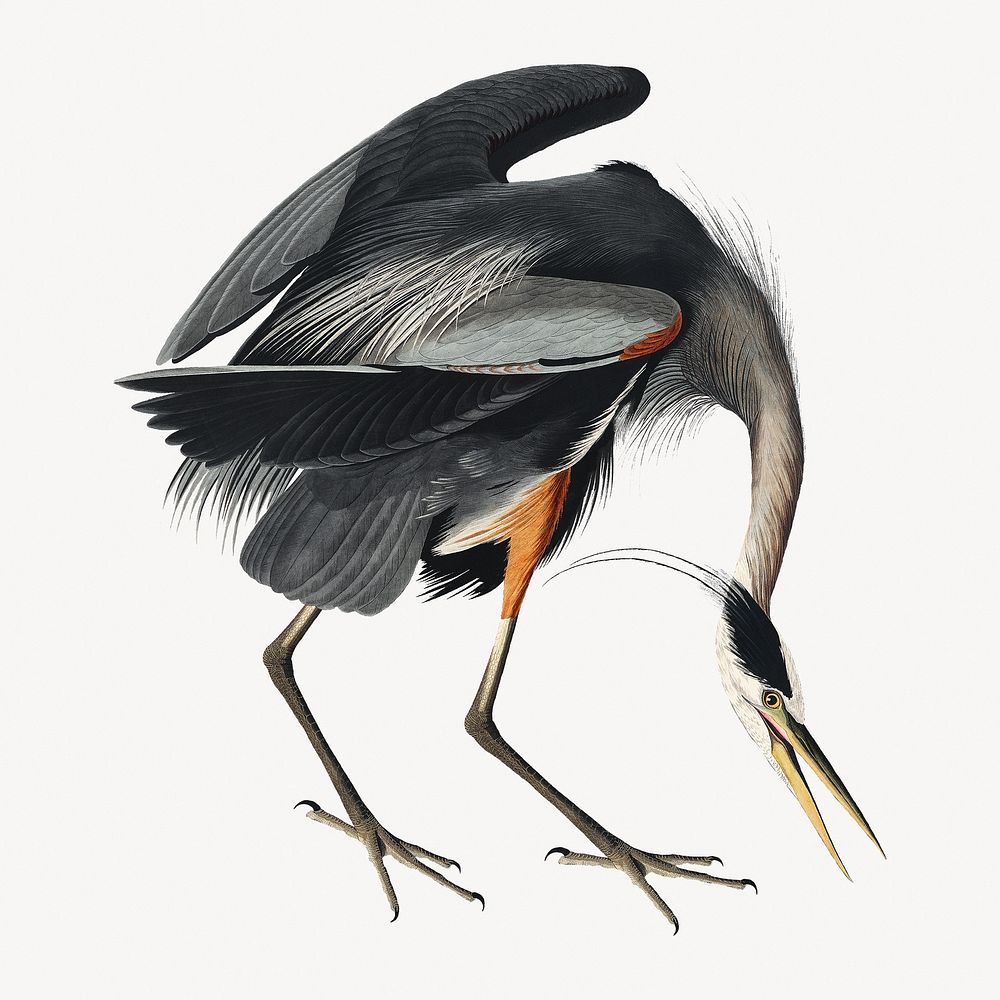 Great blue heron bird, vintage animal illustration