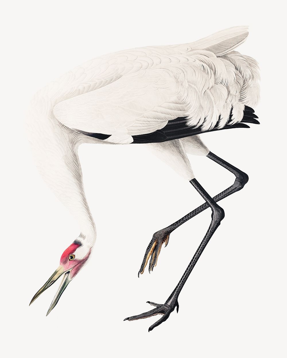 Whooping crane bird, vintage animal illustration