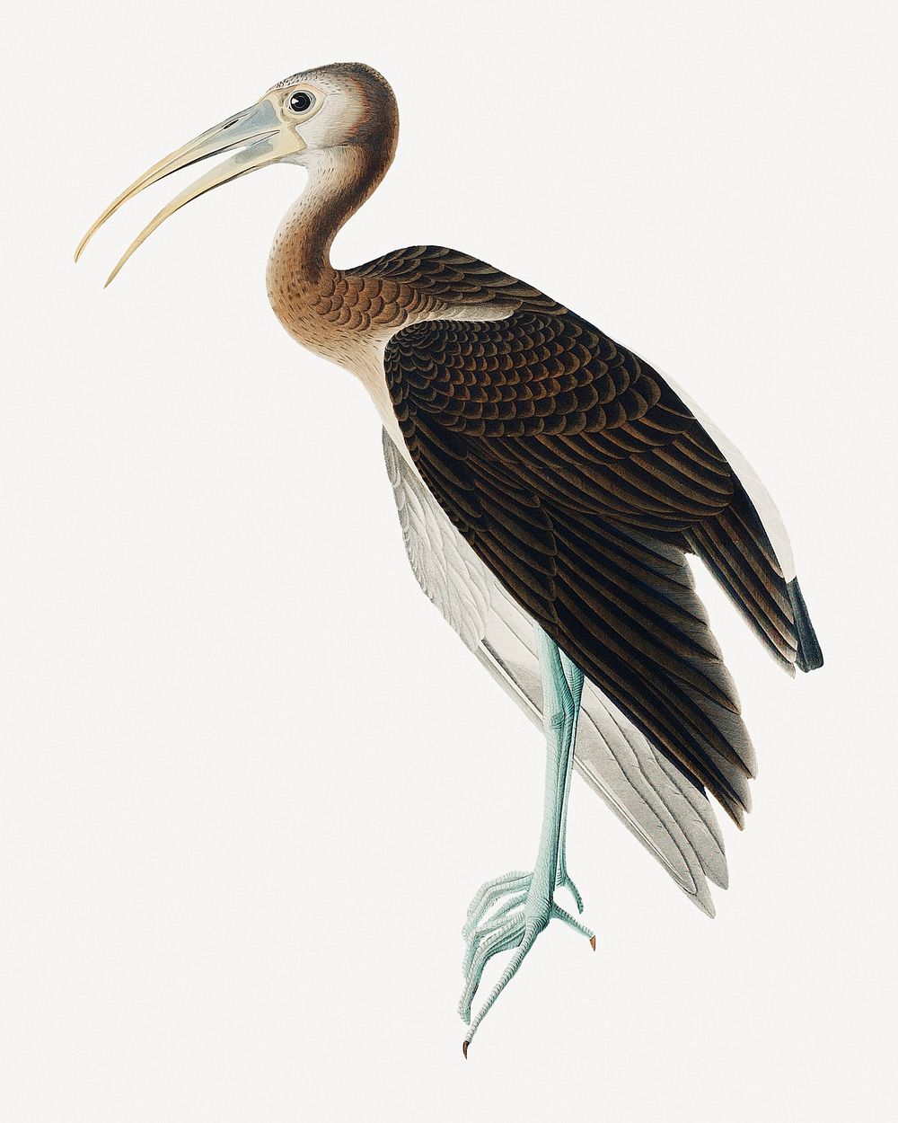 White ibis bird, vintage animal collage element psd