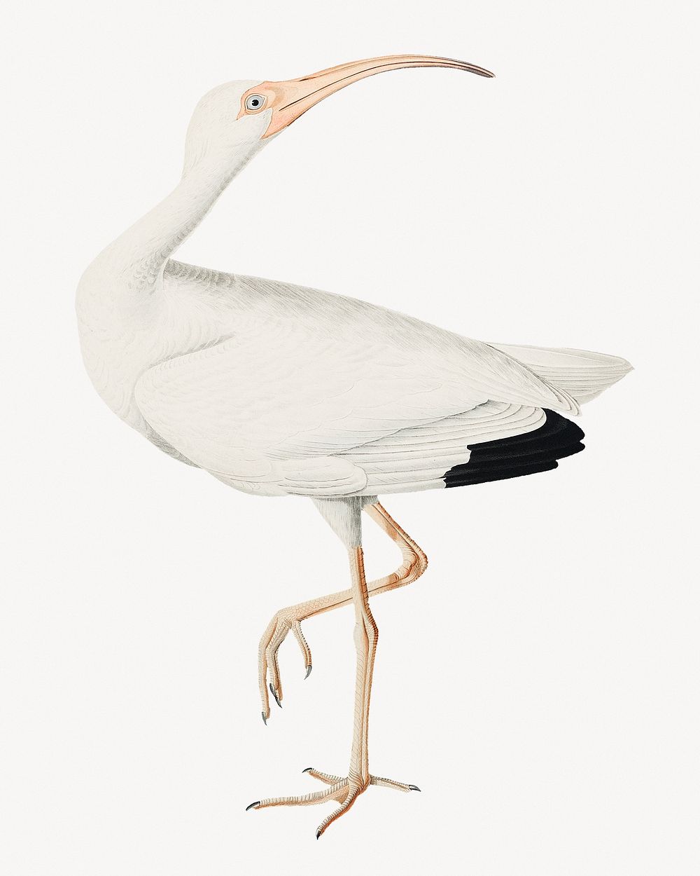 White ibis bird, vintage animal illustration